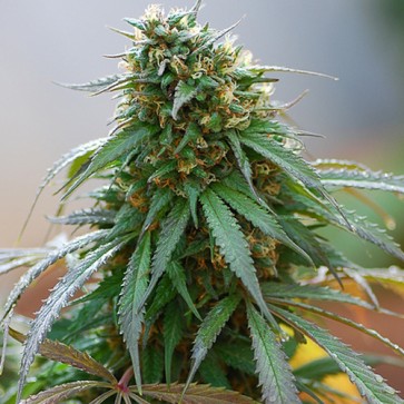 Насіння коноплі California Haze Feminised Silver